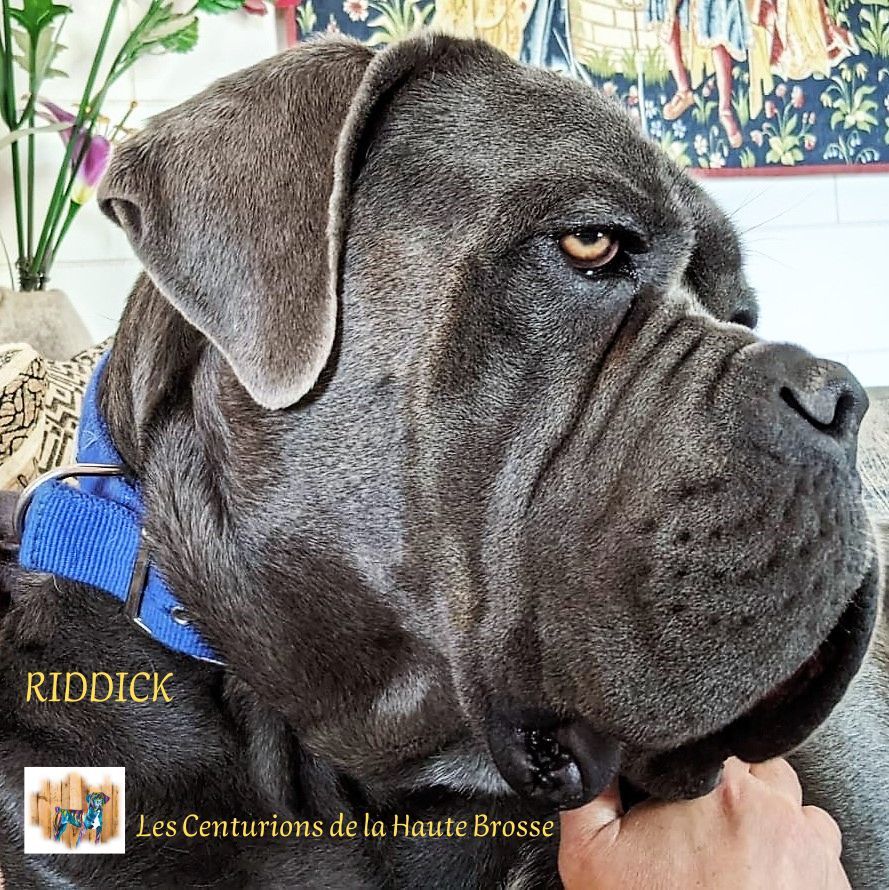Riddick Au Royaume De Delio