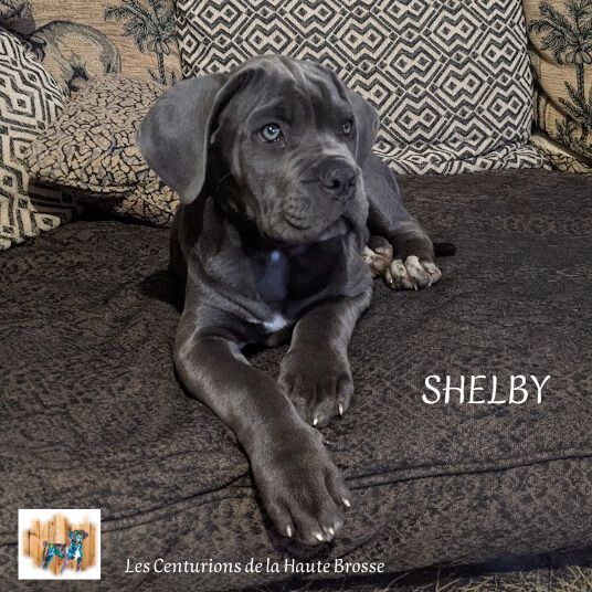 Shelby Des Bords Du Yar