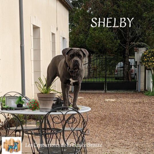 Shelby Des Bords Du Yar