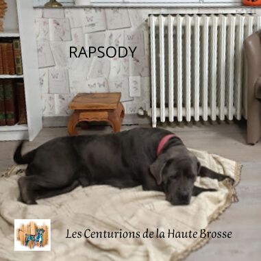 Rapsody du Chant Des Cohors