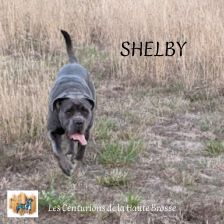 Shelby Des Bords Du Yar