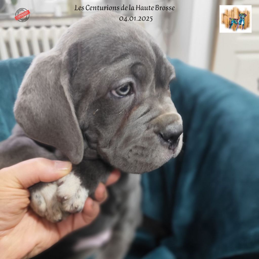 Des Centurions De La Haute Brosse - Chiot disponible  - Cane Corso