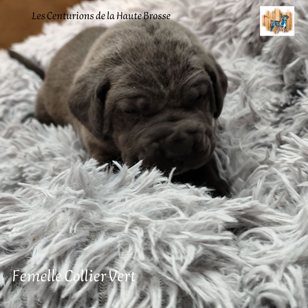 Des Centurions De La Haute Brosse - Chiot disponible  - Cane Corso