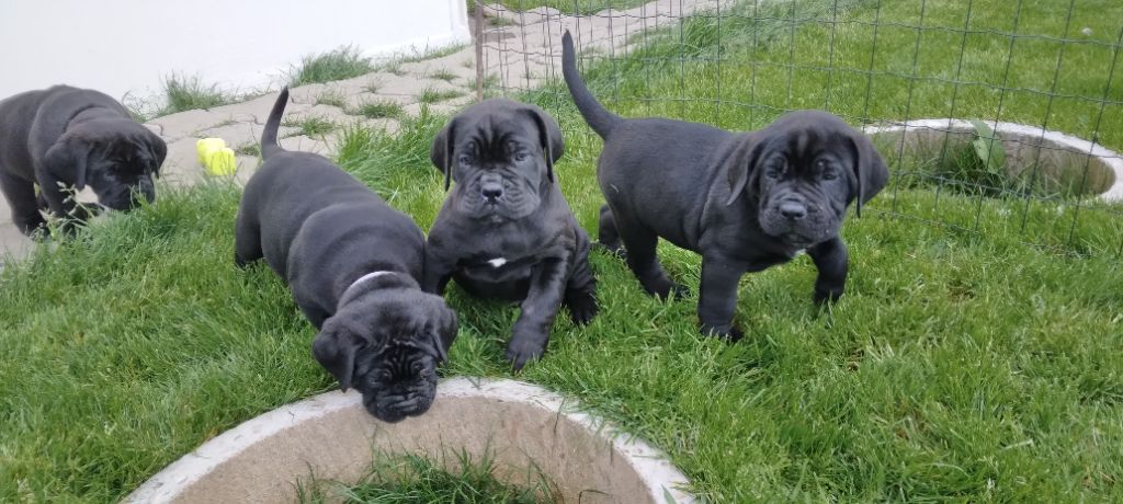 chiot Cane Corso Des Centurions De La Haute Brosse