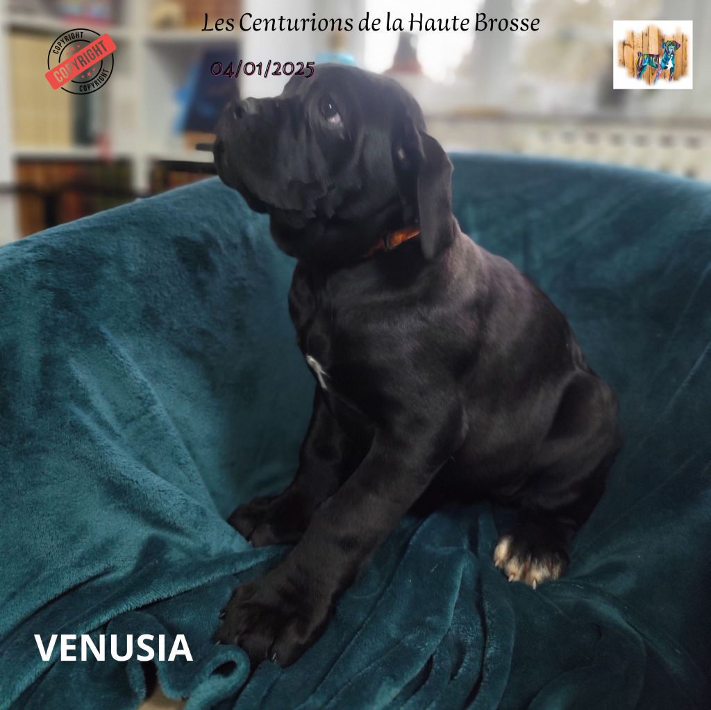 Des Centurions De La Haute Brosse - Chiot disponible  - Cane Corso