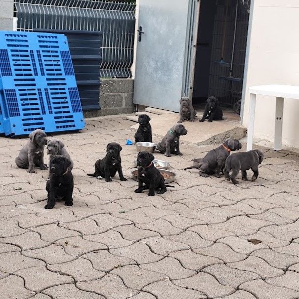 chiot Cane Corso Des Centurions De La Haute Brosse