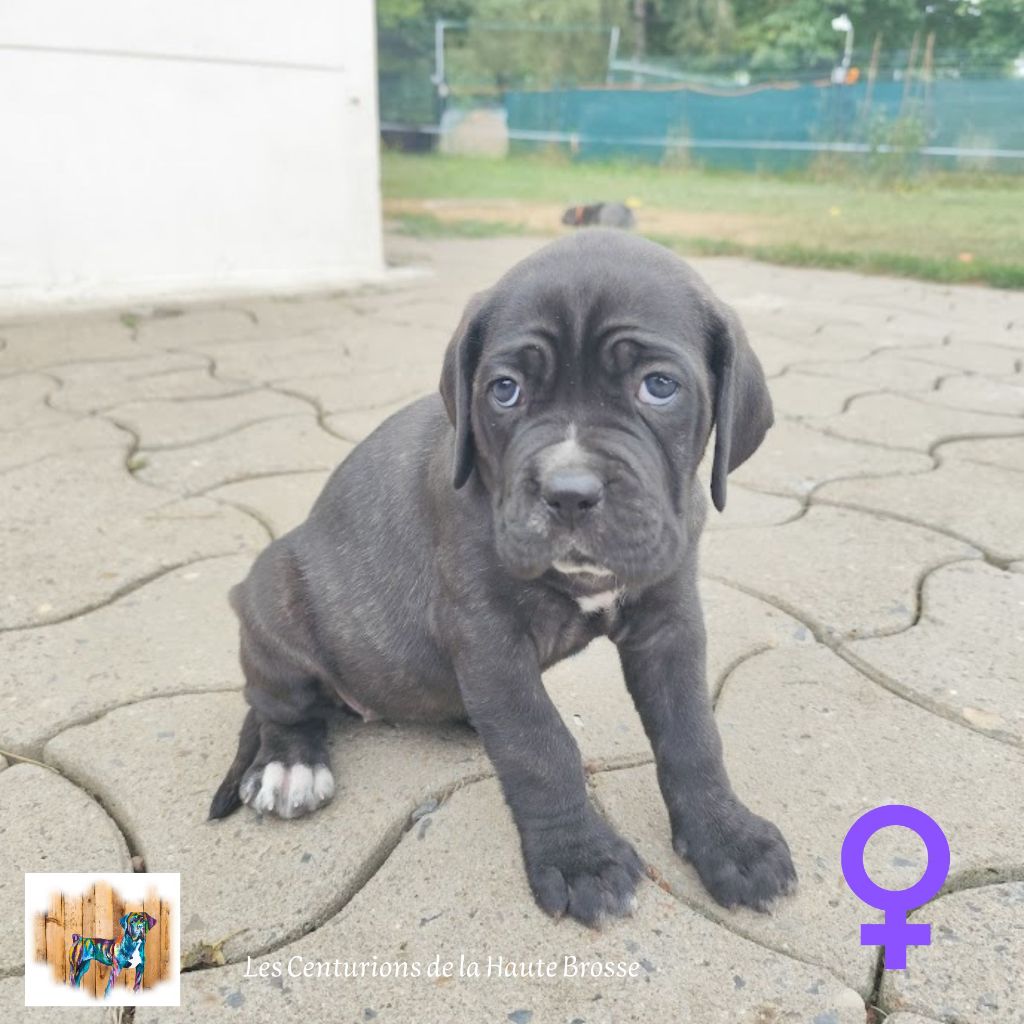 Des Centurions De La Haute Brosse - Chiot disponible  - Cane Corso