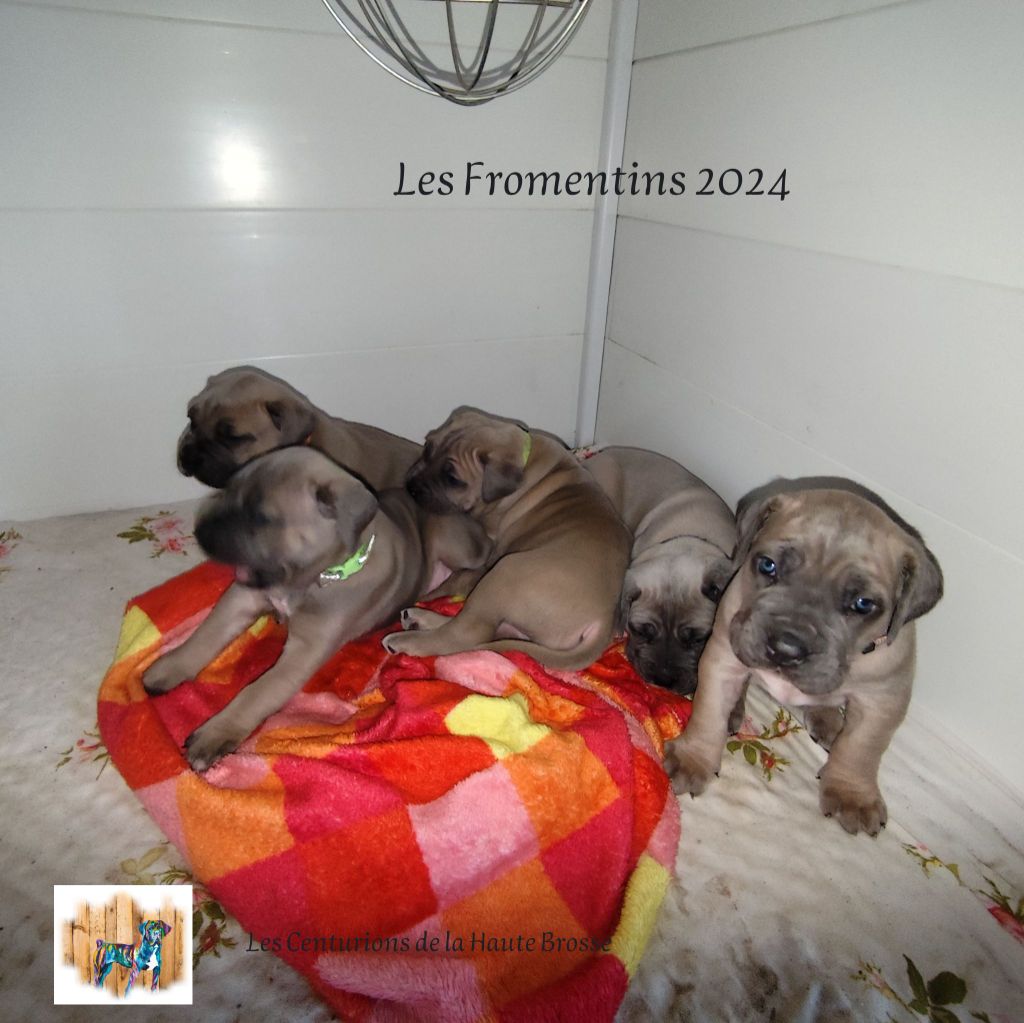 chiot Cane Corso Des Centurions De La Haute Brosse