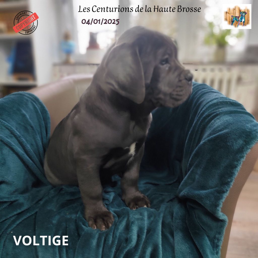 Des Centurions De La Haute Brosse - Chiot disponible  - Cane Corso