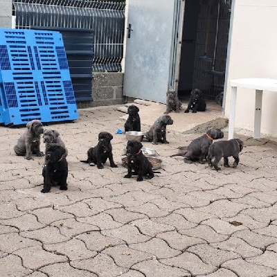 Des Centurions De La Haute Brosse - Cane Corso - Portée née le 03/07/2024