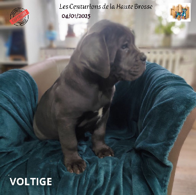 VOLTIGE