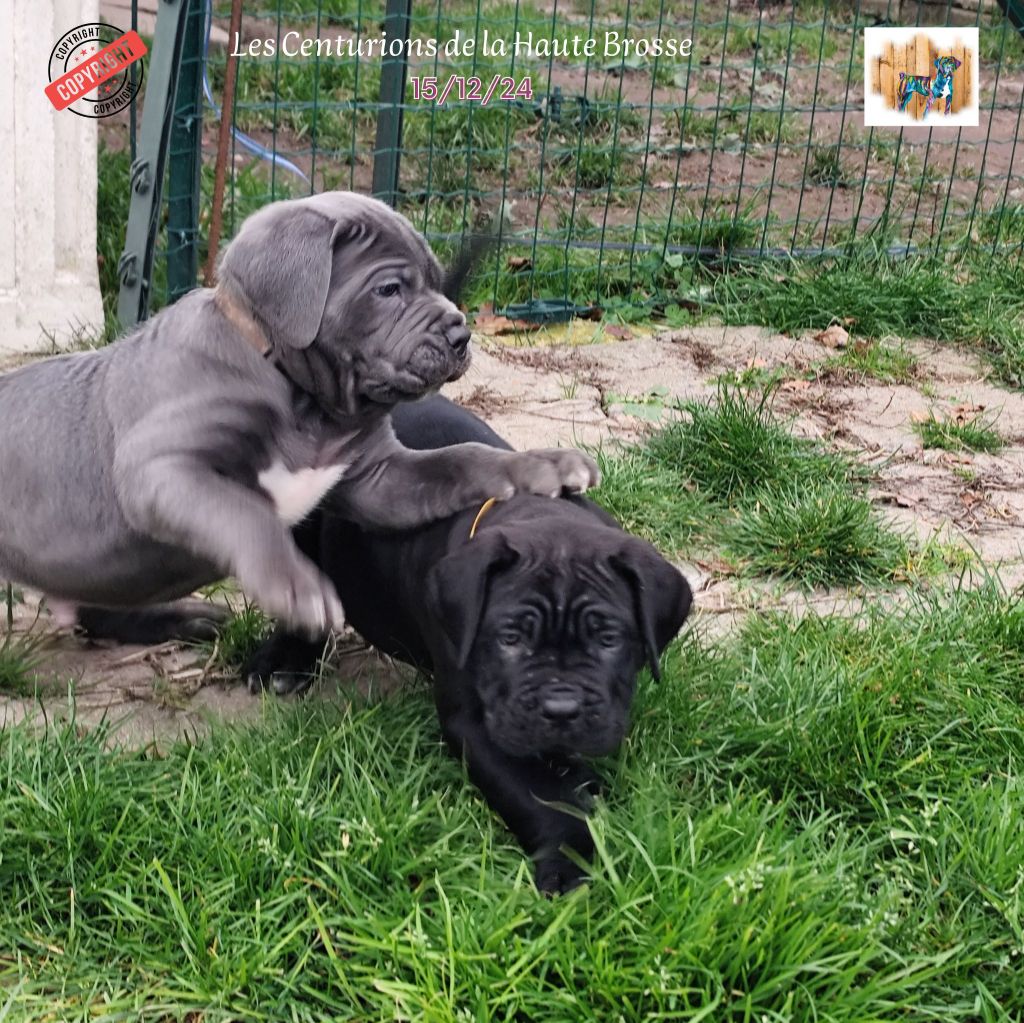 chiot Cane Corso Des Centurions De La Haute Brosse