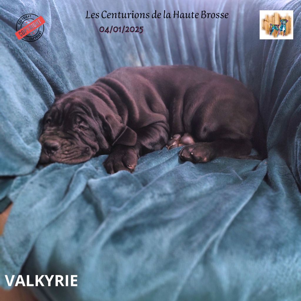 Des Centurions De La Haute Brosse - Chiot disponible  - Cane Corso