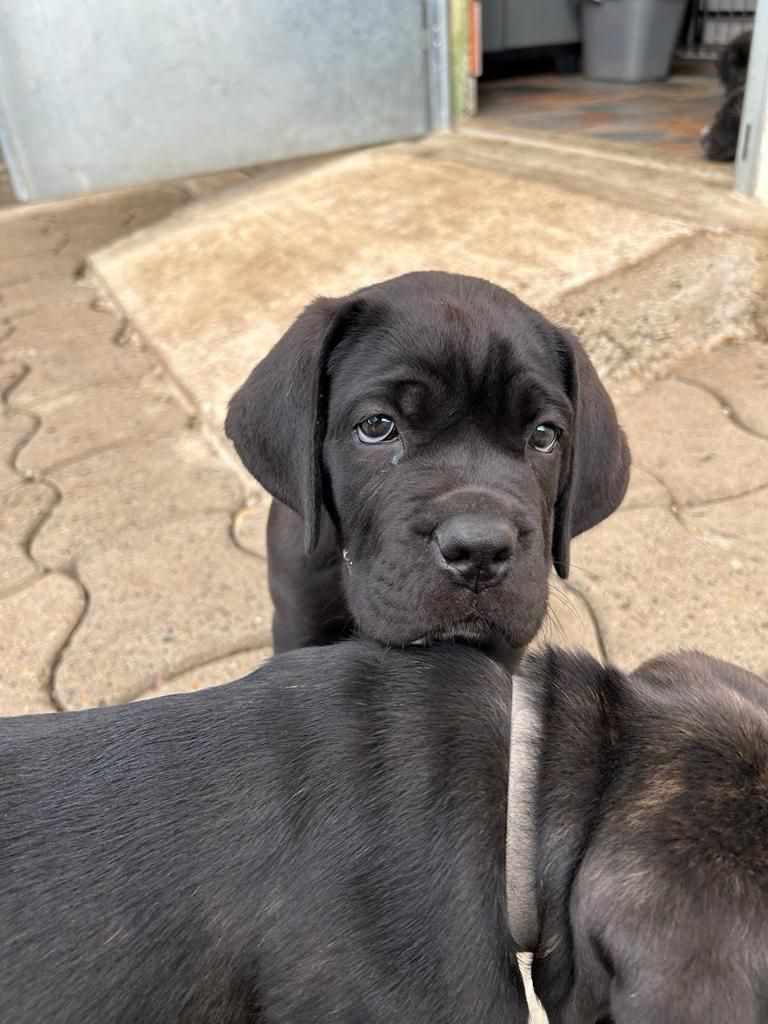 Des Centurions De La Haute Brosse - Cane Corso - Portée née le 24/08/2023
