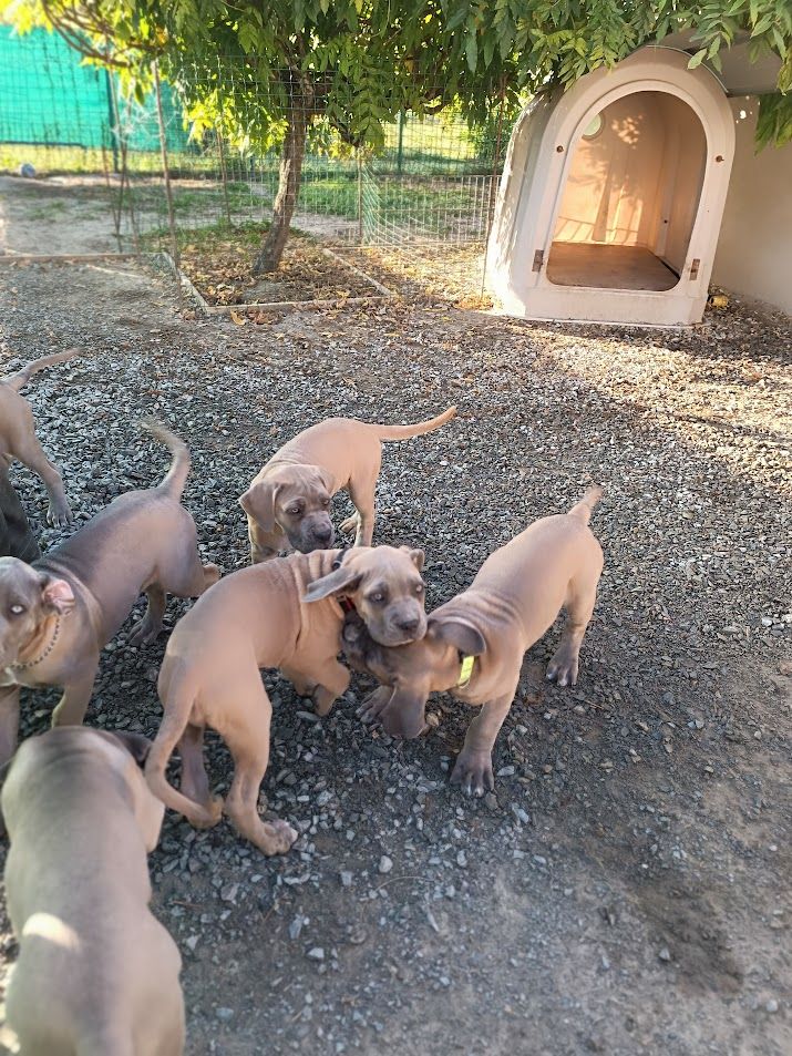 Des Centurions De La Haute Brosse - Cane Corso - Portée née le 21/07/2023
