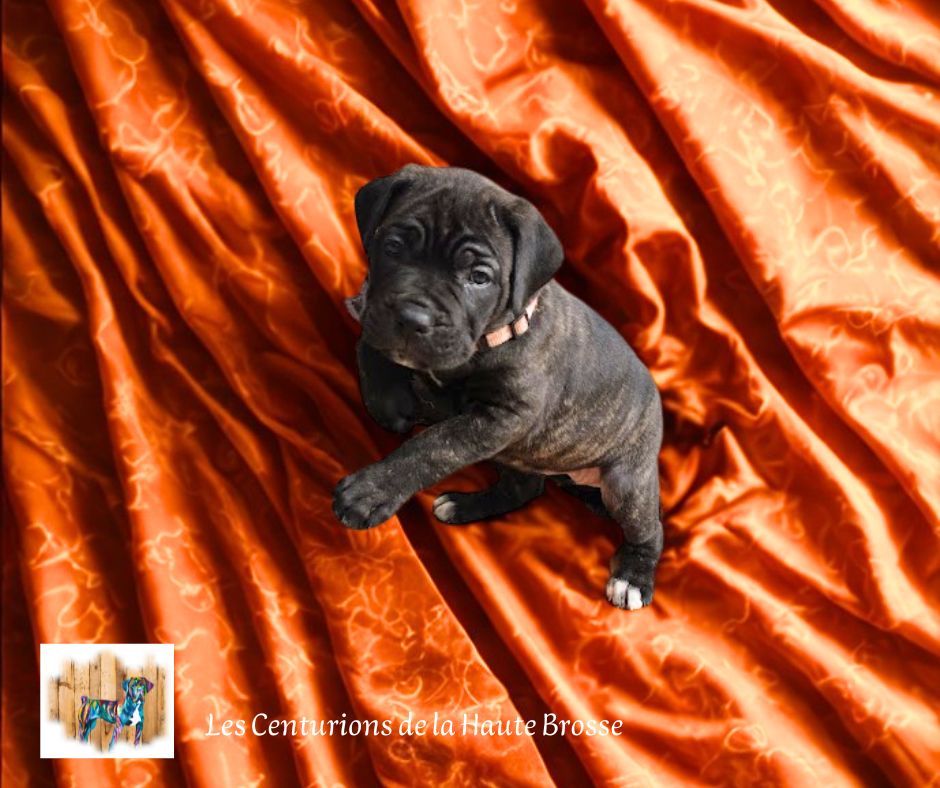 Des Centurions De La Haute Brosse - Chiots disponibles - Cane Corso