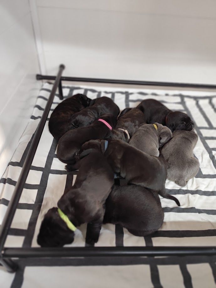 Chiot Cane Corso Des Centurions De La Haute Brosse