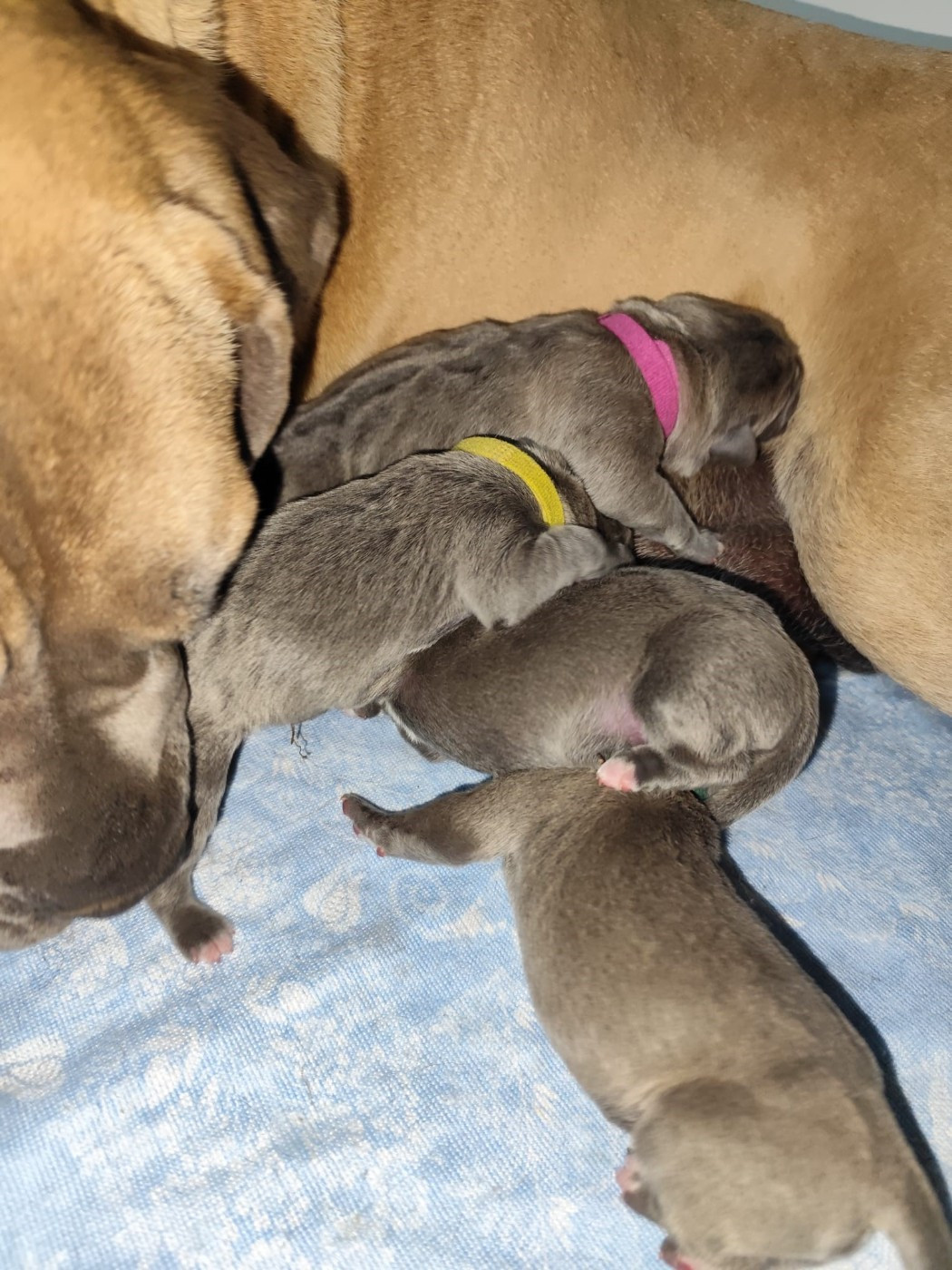 Des Centurions De La Haute Brosse - Cane Corso - Portée née le 12/10/2025