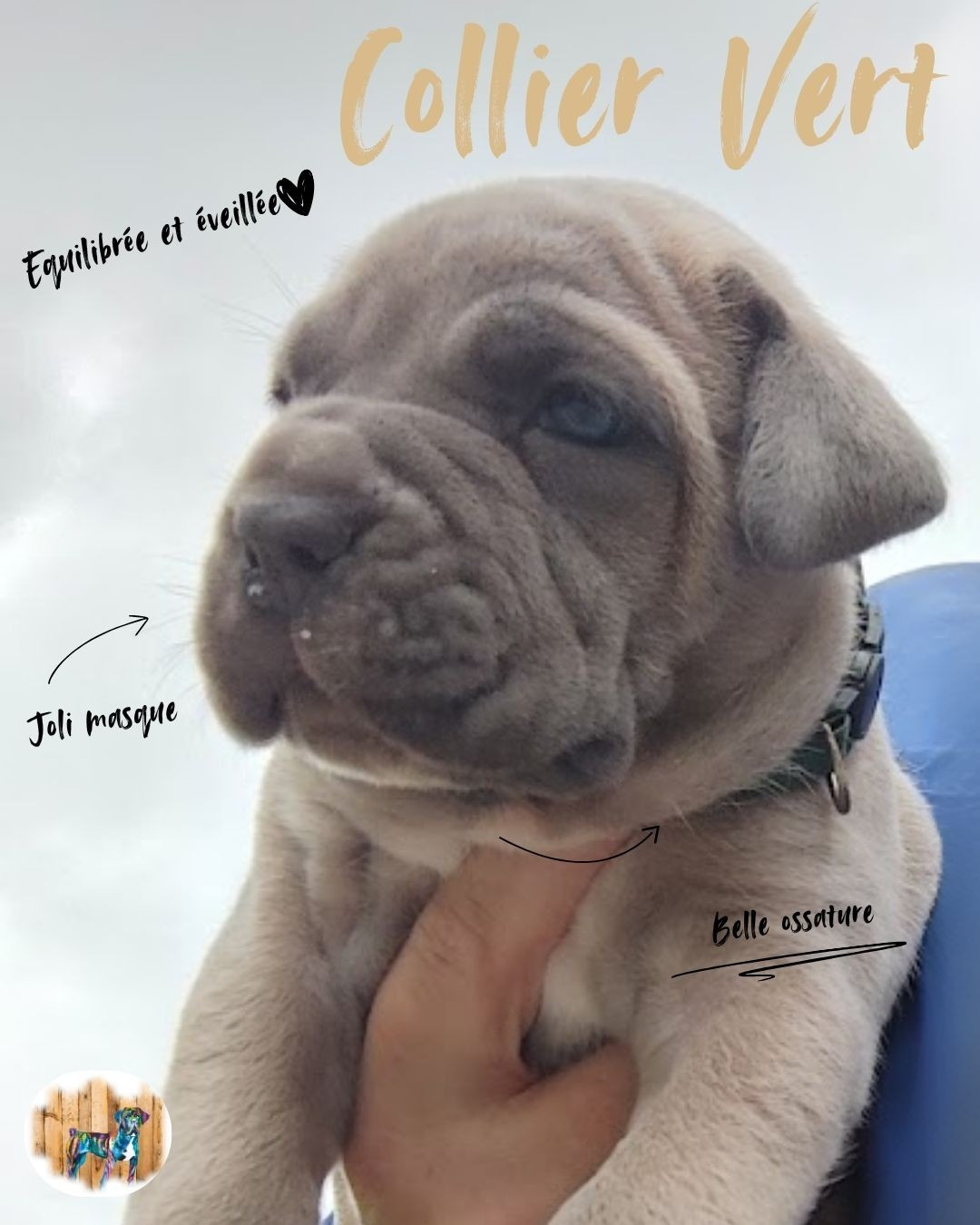 Des Centurions De La Haute Brosse - Chiots disponibles - Cane Corso