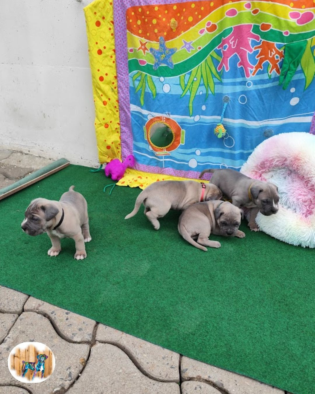 Chiot Cane Corso Des Centurions De La Haute Brosse