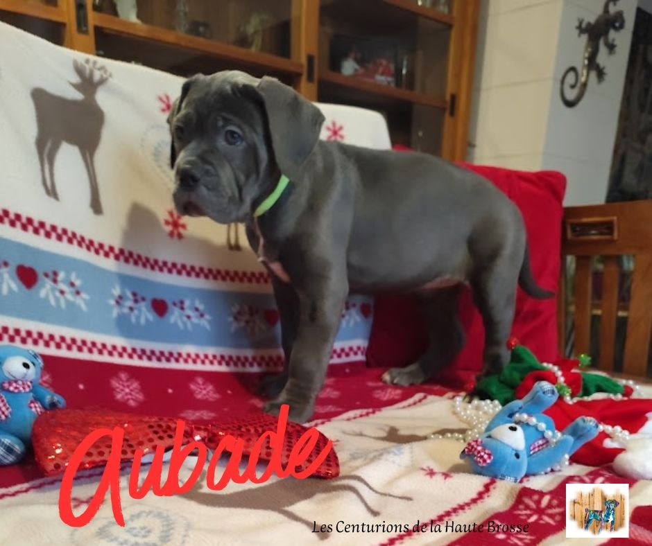 Des Centurions De La Haute Brosse - Chiots disponibles - Cane Corso
