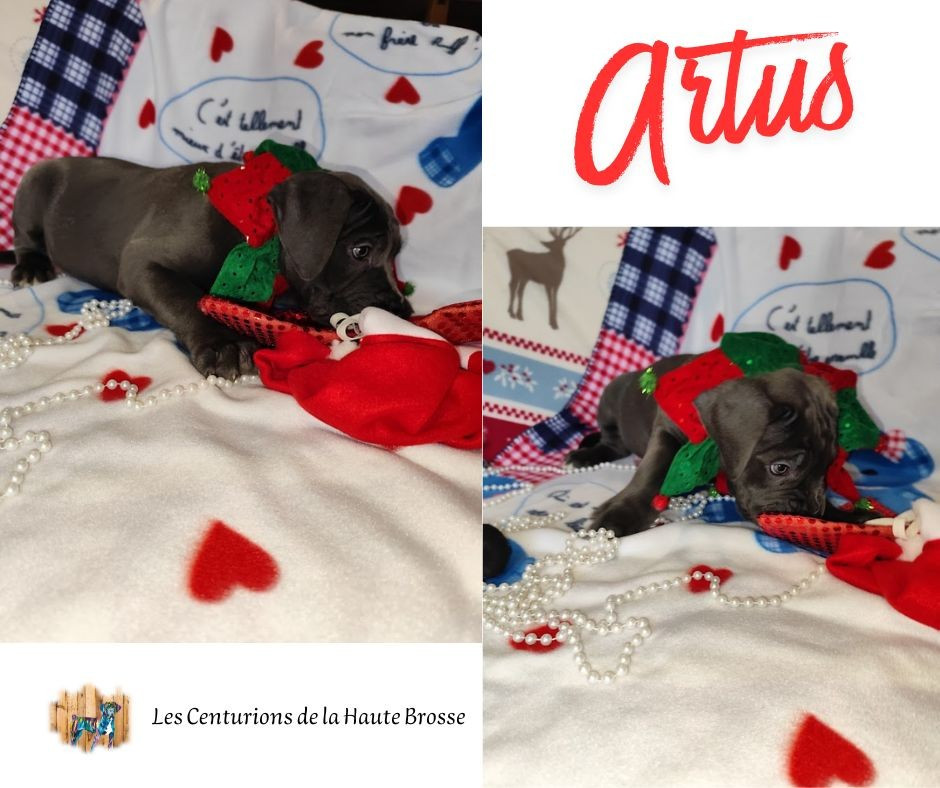 Des Centurions De La Haute Brosse - Chiots disponibles - Cane Corso