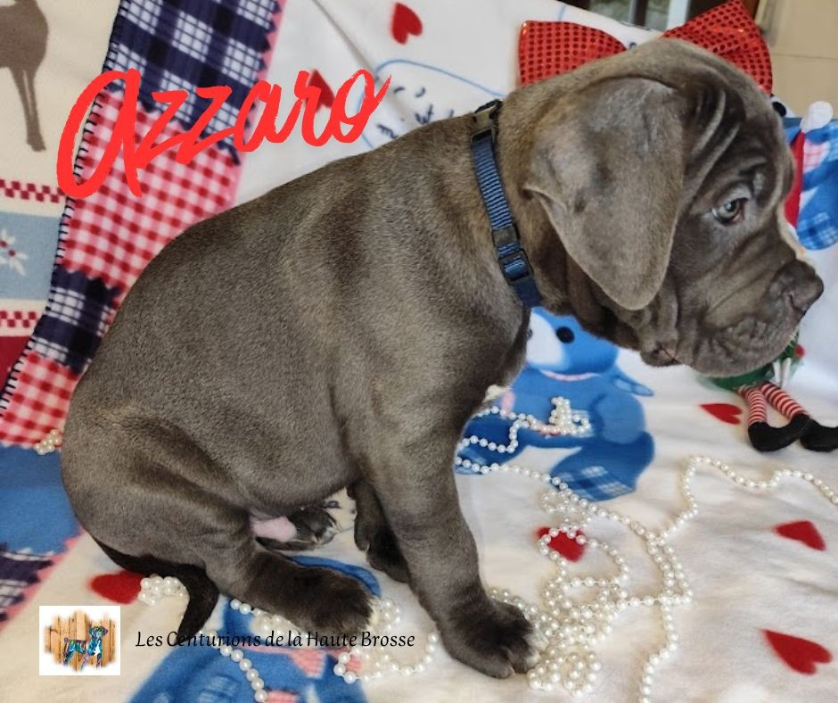 Des Centurions De La Haute Brosse - Chiots disponibles - Cane Corso