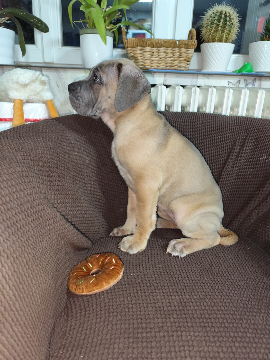 Des Centurions De La Haute Brosse - Chiots disponibles - Cane Corso