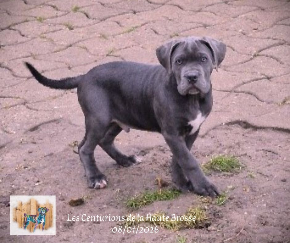 Des Centurions De La Haute Brosse - Chiots disponibles - Cane Corso