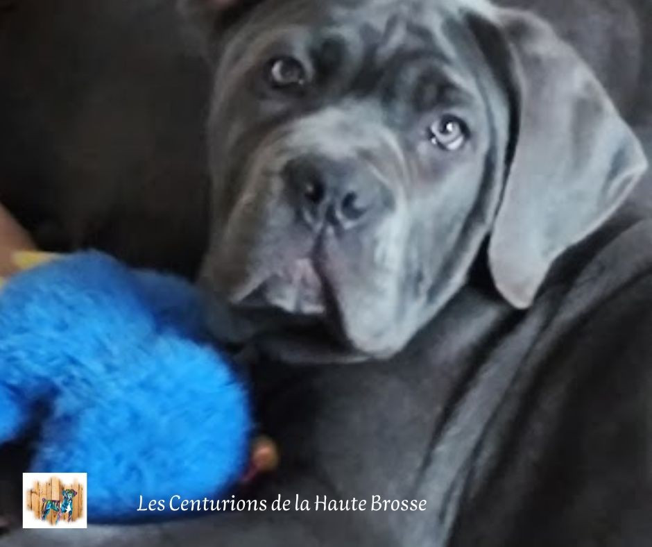 Des Centurions De La Haute Brosse - Chiots disponibles - Cane Corso