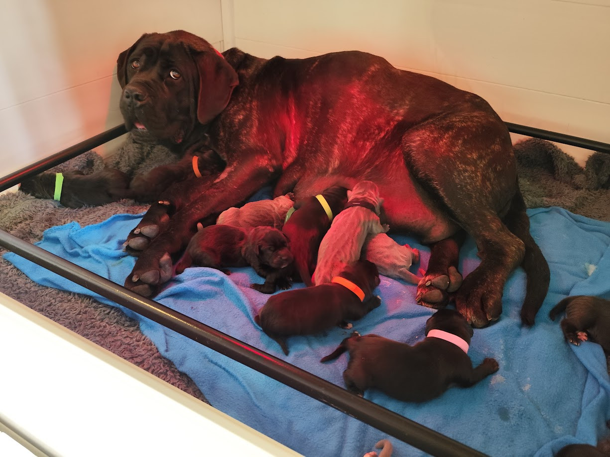 Des Centurions De La Haute Brosse - Cane Corso - Portée née le 19/04/2026