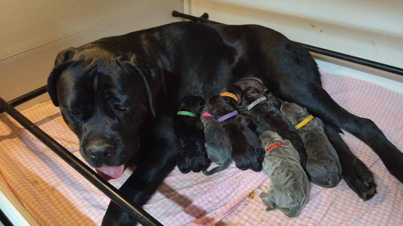 Chiot Cane Corso Des Centurions De La Haute Brosse