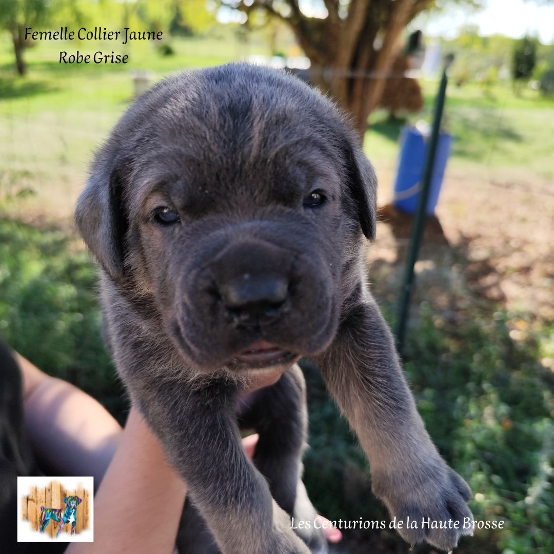 Des Centurions De La Haute Brosse - Chiots disponibles - Cane Corso