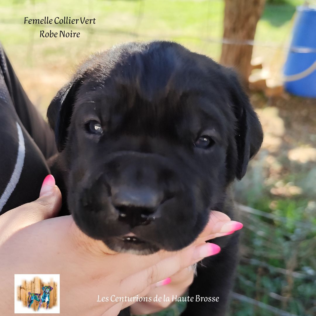 Des Centurions De La Haute Brosse - Chiots disponibles - Cane Corso