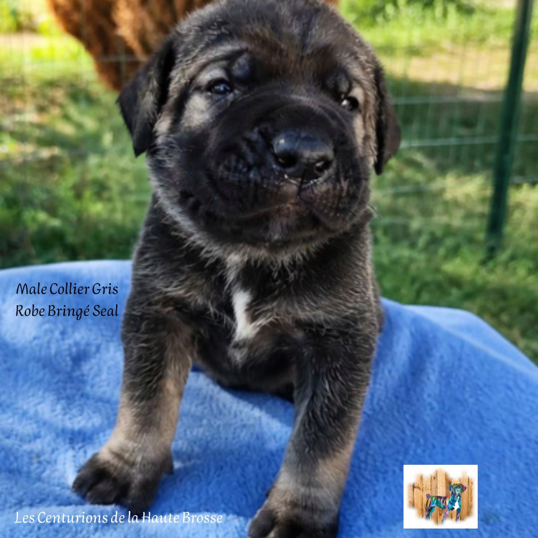 Des Centurions De La Haute Brosse - Chiots disponibles - Cane Corso