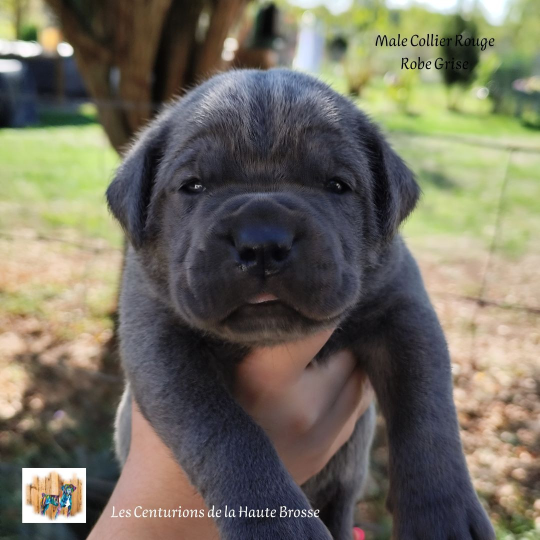 Des Centurions De La Haute Brosse - Chiots disponibles - Cane Corso