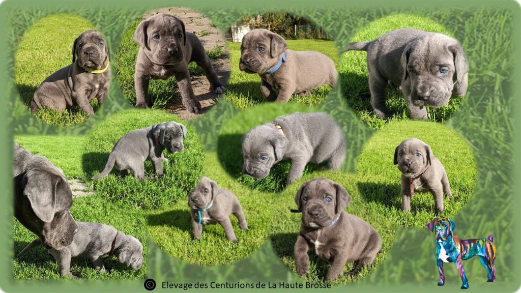 Des Centurions De La Haute Brosse - Cane Corso - Portée née le 11/10/2022