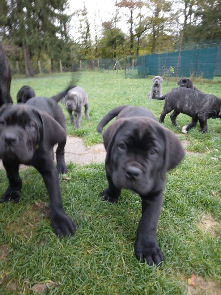 Des Centurions De La Haute Brosse - Cane Corso - Portée née le 03/09/2023