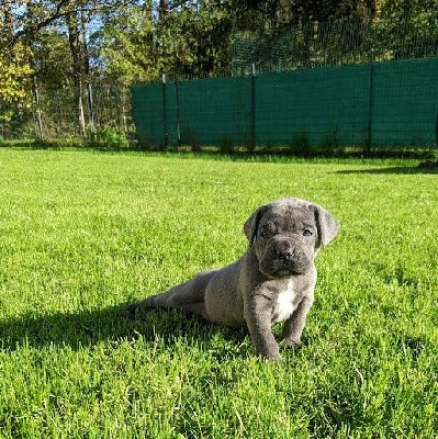 TIMBA