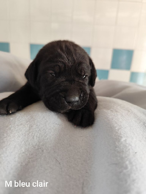 Aslan