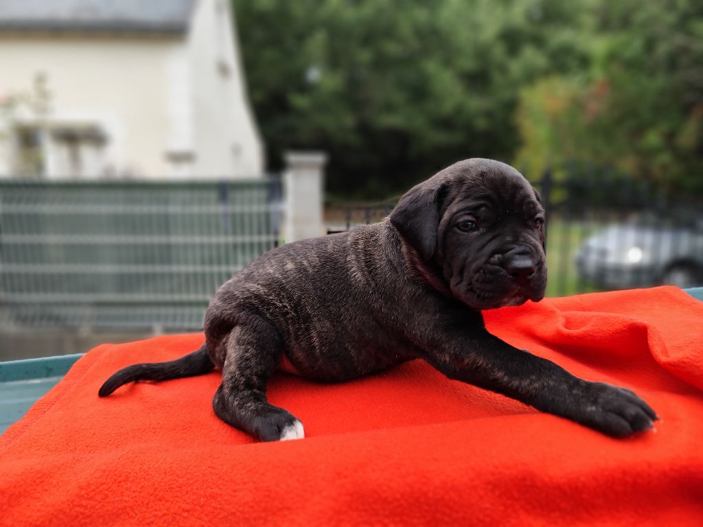 Des Centurions De La Haute Brosse - Chiots disponibles - Cane Corso