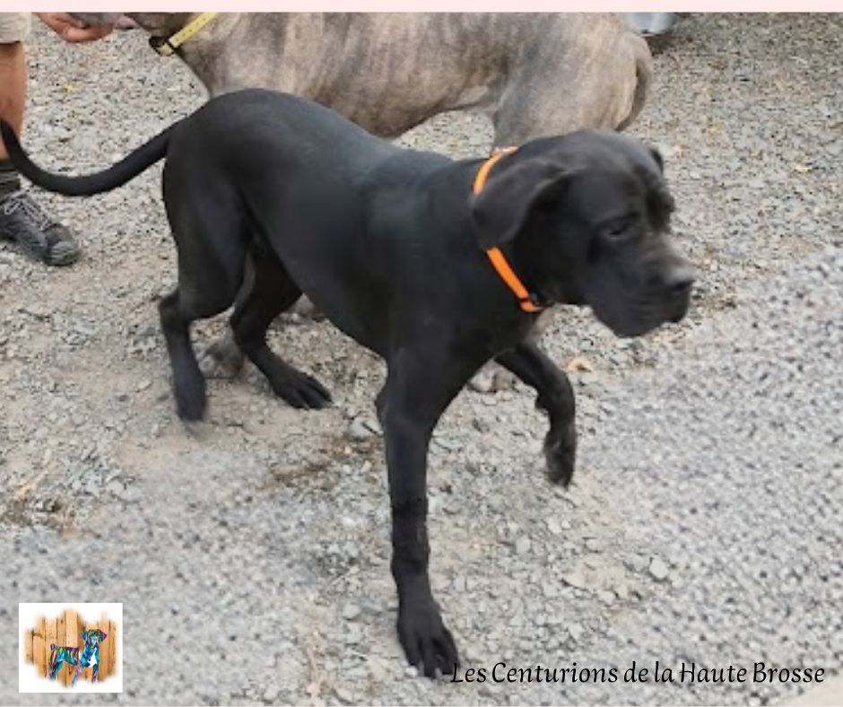 Des Centurions De La Haute Brosse - Chiots disponibles - Cane Corso