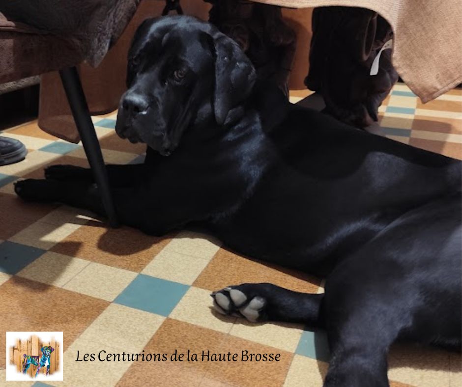 Des Centurions De La Haute Brosse - Chiots disponibles - Cane Corso